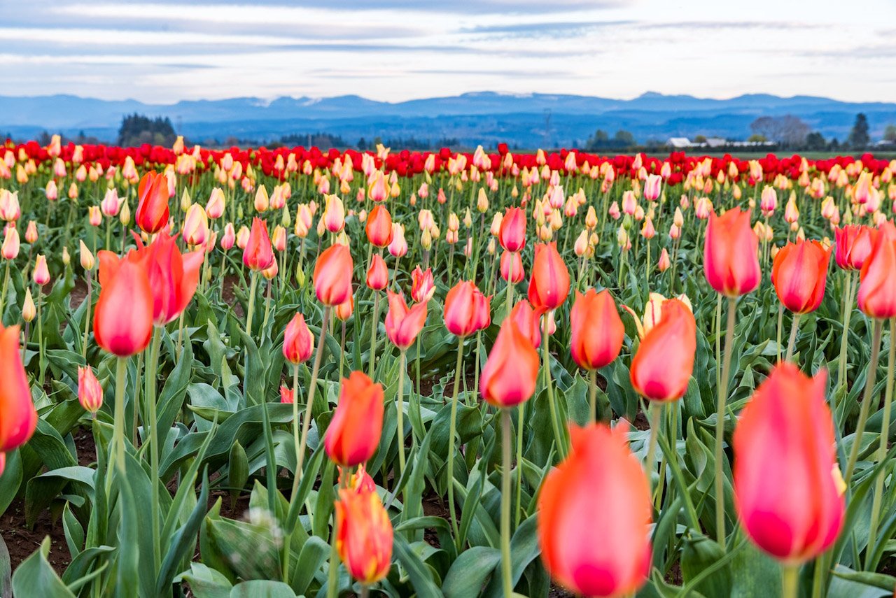 A First Timer’s Guide Photographing the Wooden Shoe Tulip Festival in Oregon Wooden shoe tulip festival in Oregon