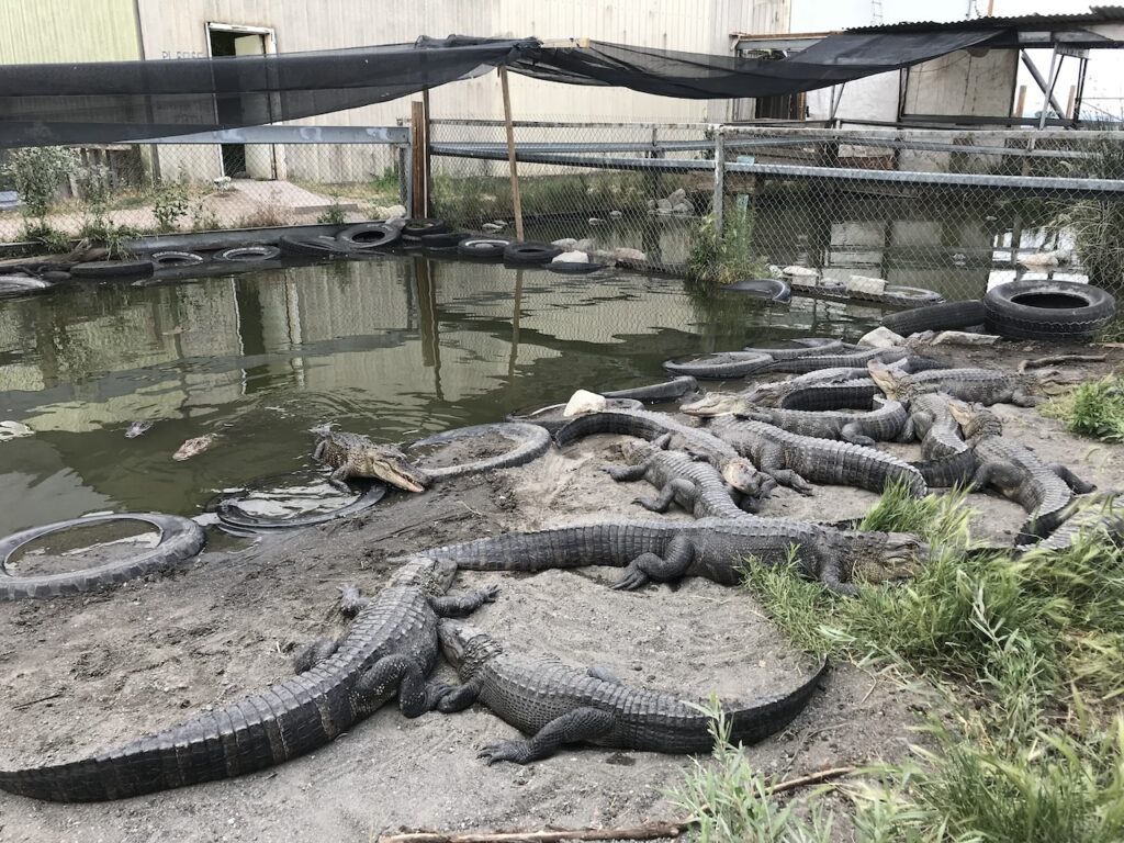 gators at the Colorado gator farm