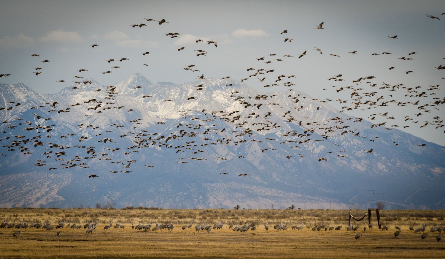 Monte Vista Crane Festival