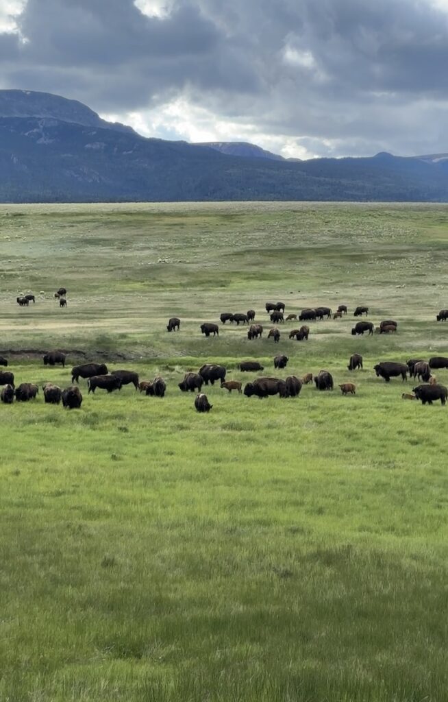 bison herd at vermejo ranch