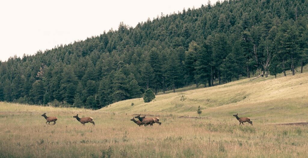 running elk at vermejo