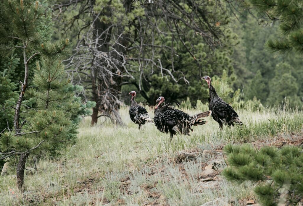 turkeys at vermjo