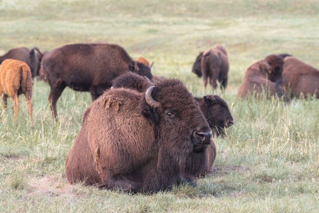 ted turner bison herd