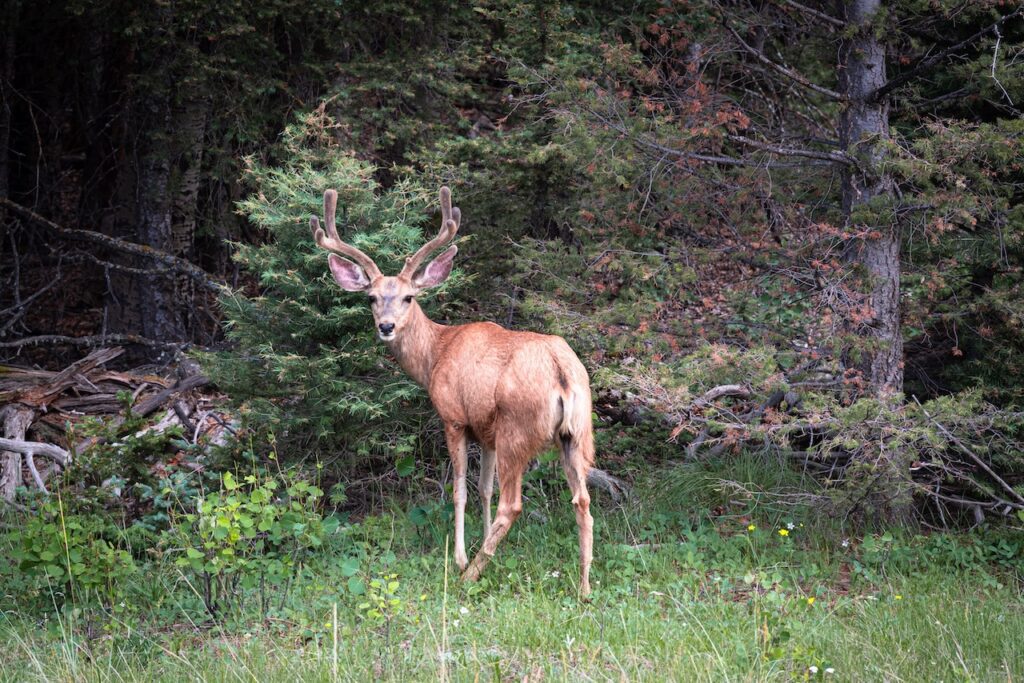 deer at vermejo ranch