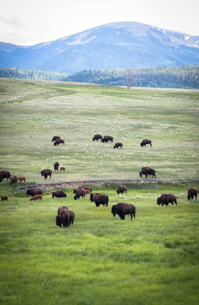 ted turner bison herd at vermejo