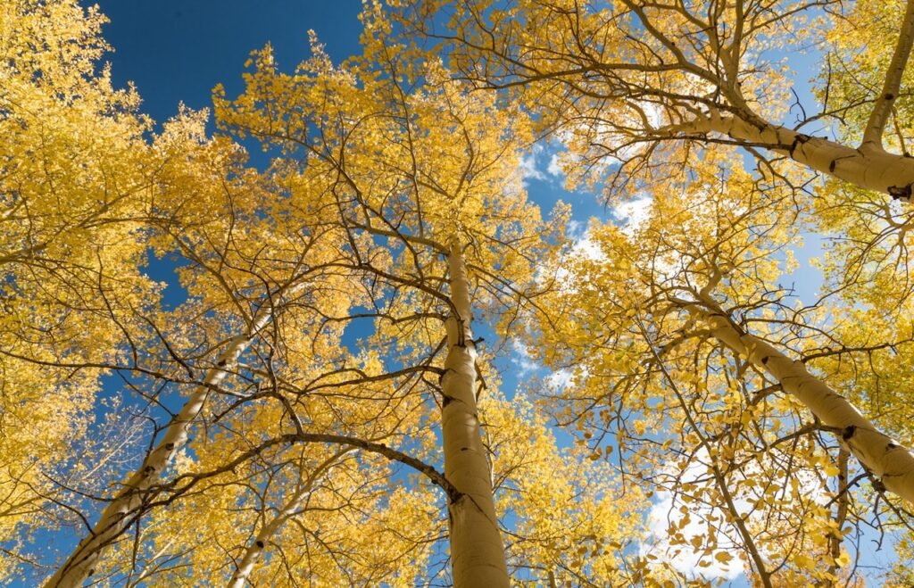 colorado fall colors