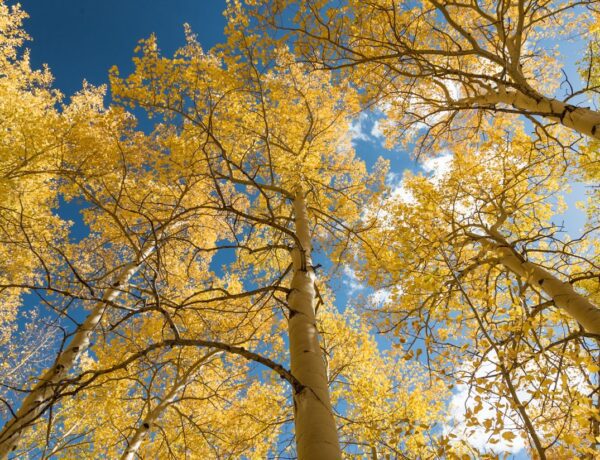 colorado fall colors