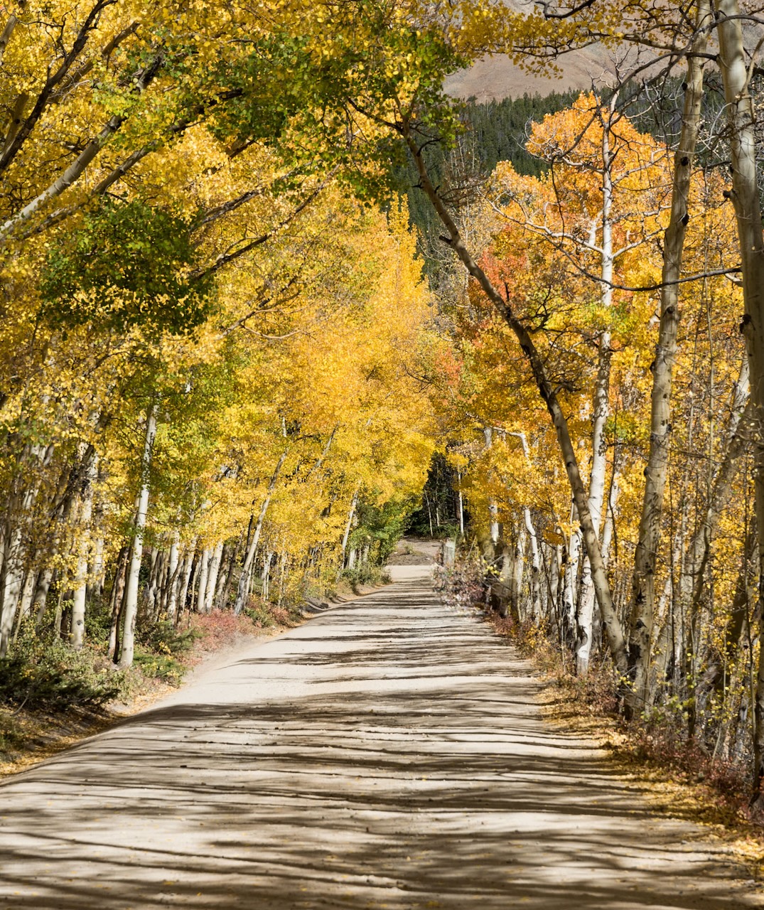 colorado fall colors along boreas pass