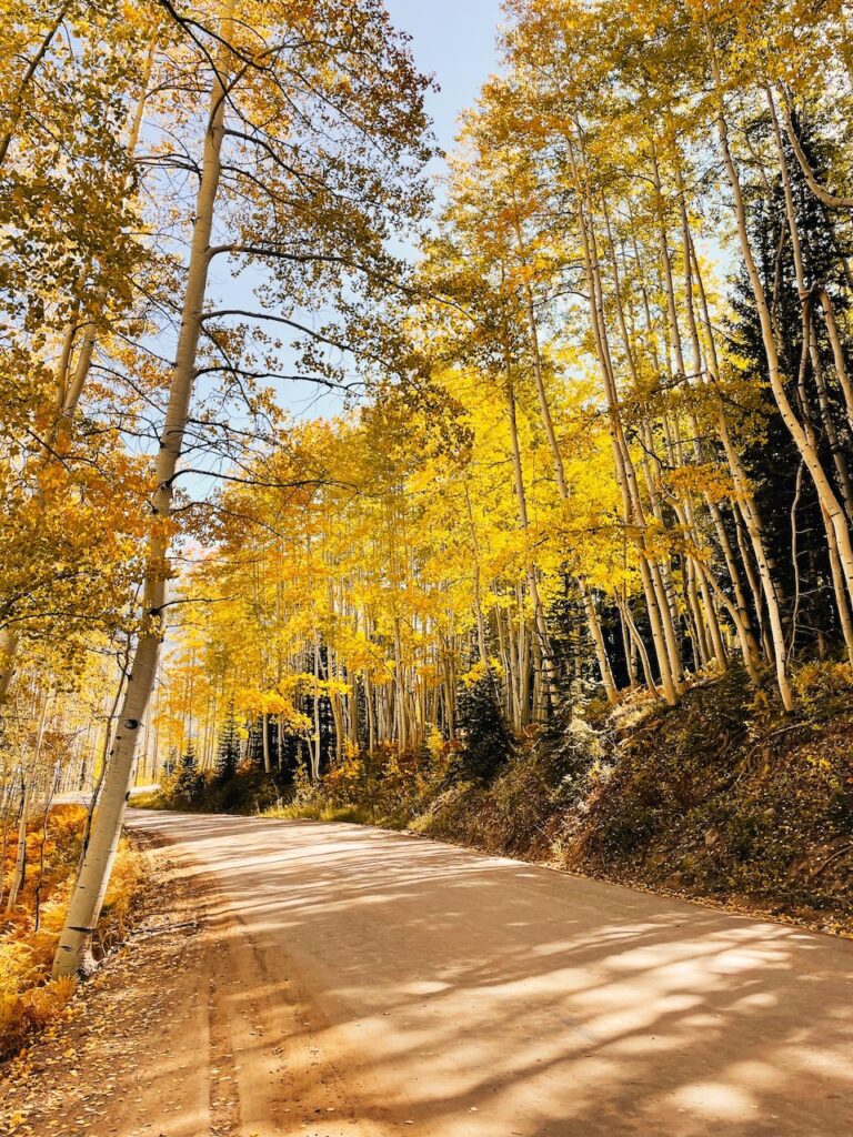 fall colors at kebler pass