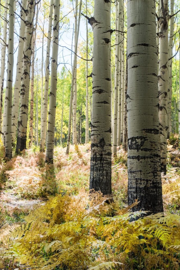 aspens along kebler pass