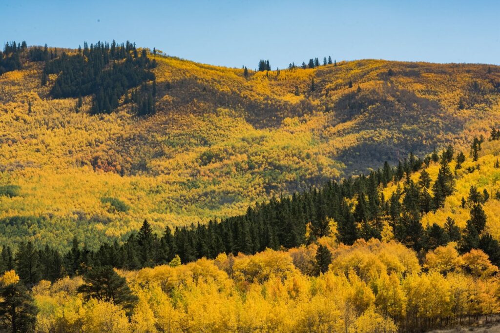 colorado fall colors, kenosha pass