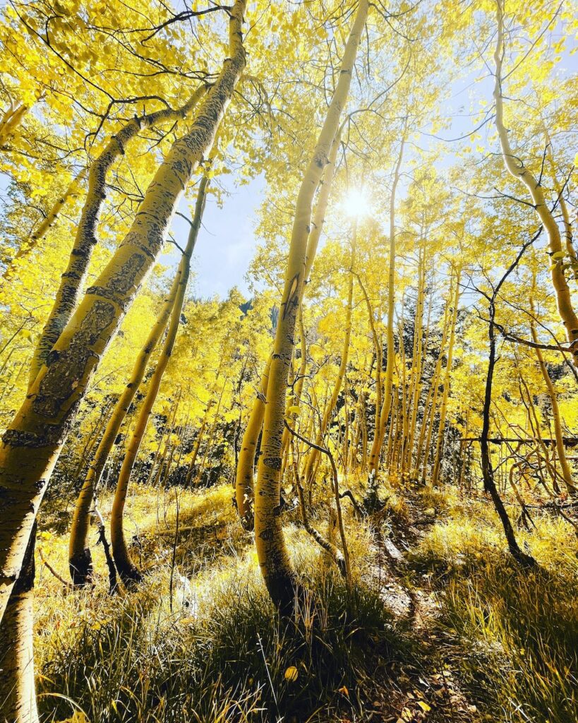 silverton in the fall