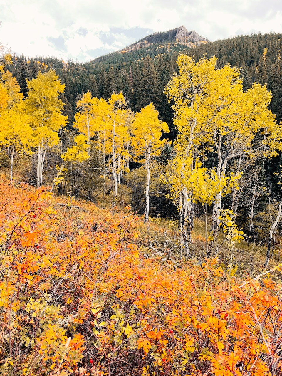 fall colors at Golden Gate Canyon State Park