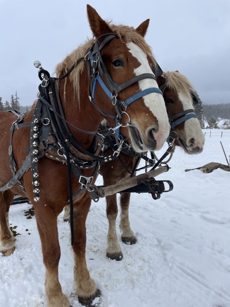 sleigh rides at Bears Ranch