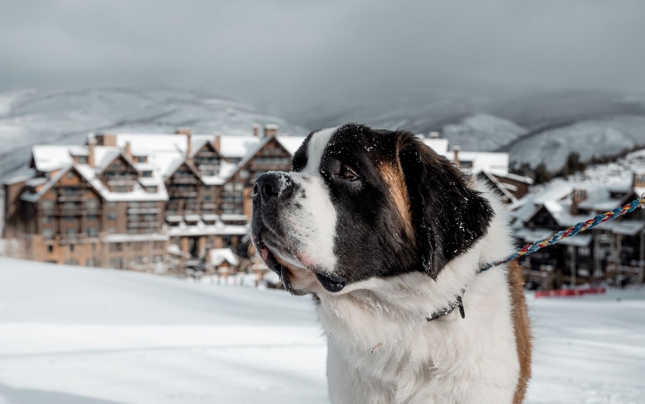 bachelor the dog at ritz carlton resort