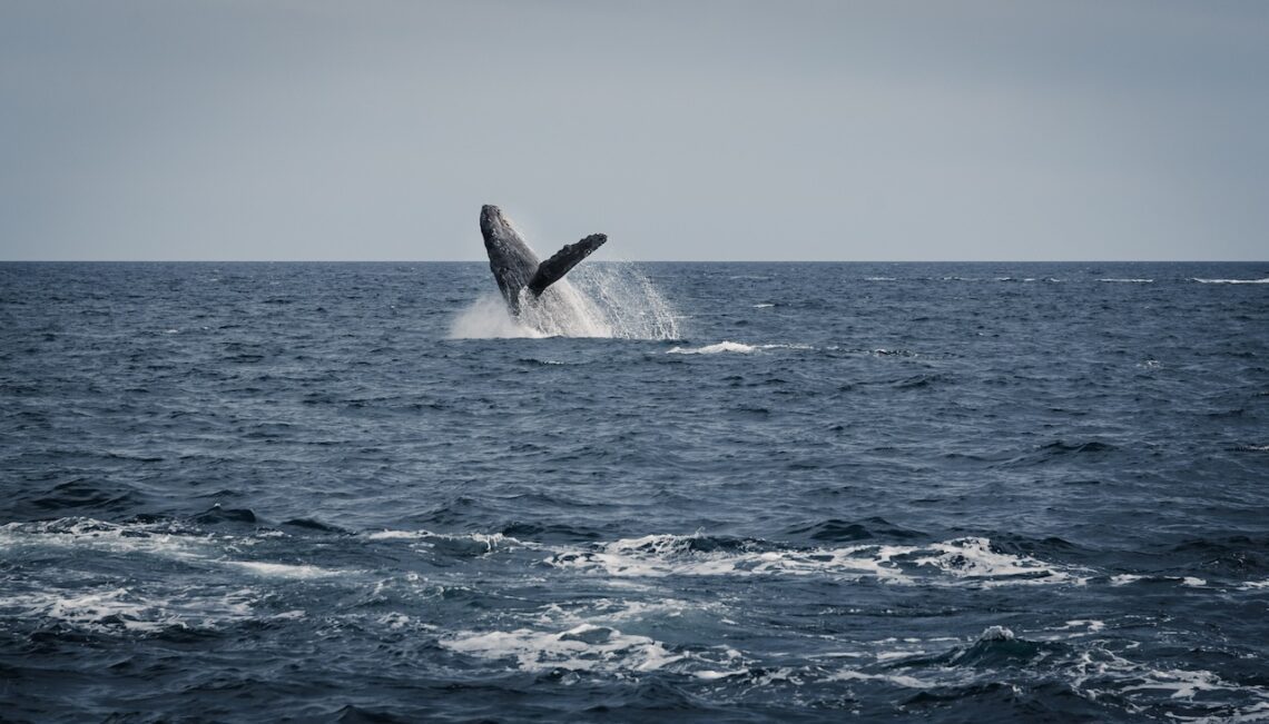 whale watching in los cabos mexico