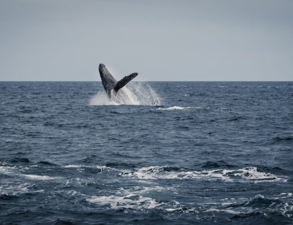 whale watching in los cabos mexico