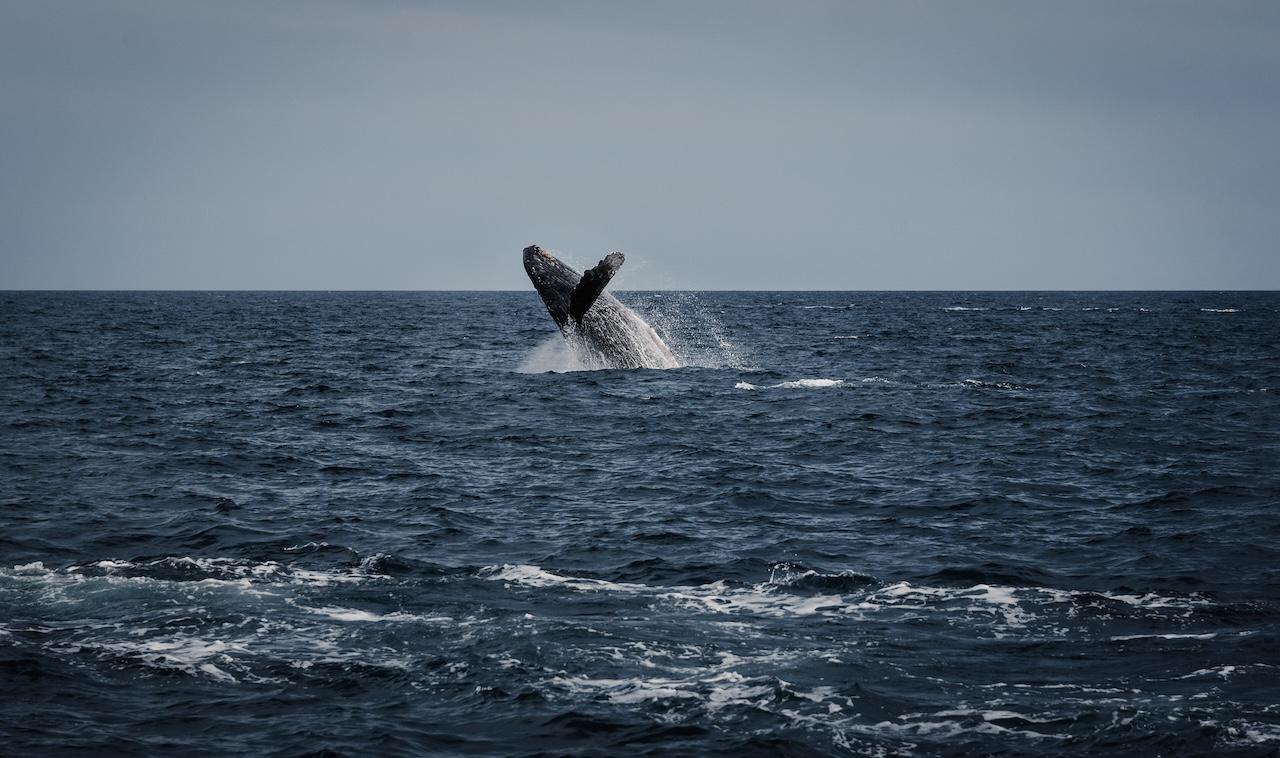 whale watching in los cabos