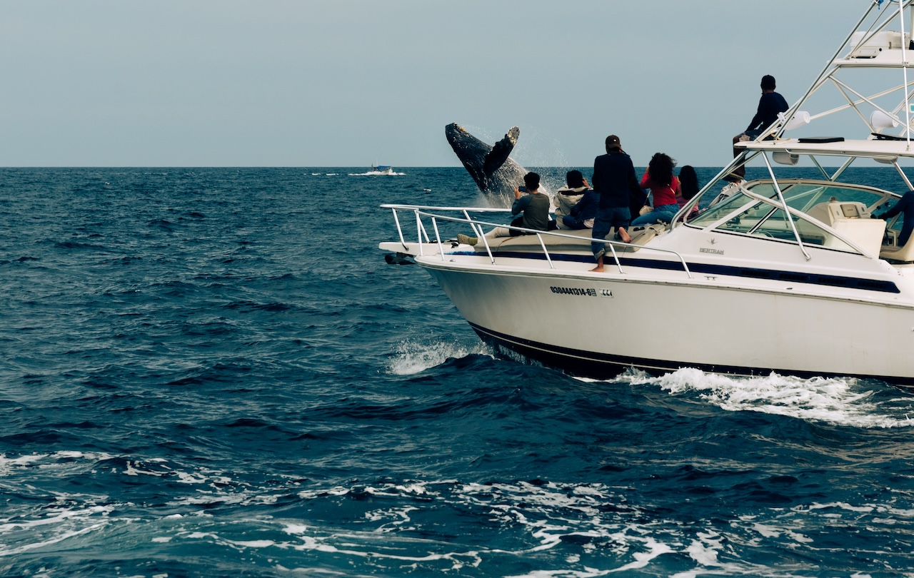 whale watching in los cabos