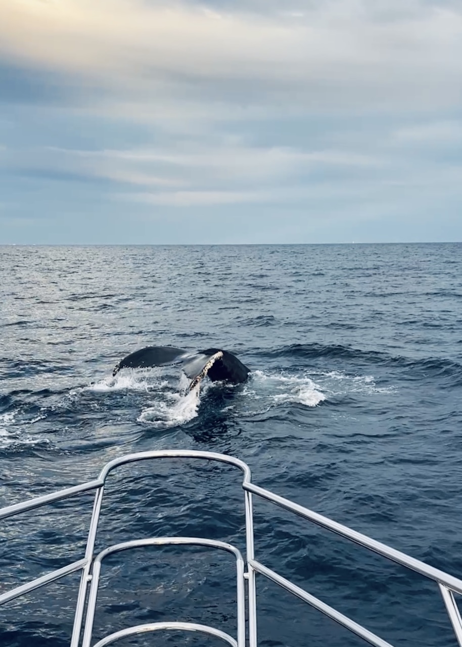 whale tale in the sea of cortez