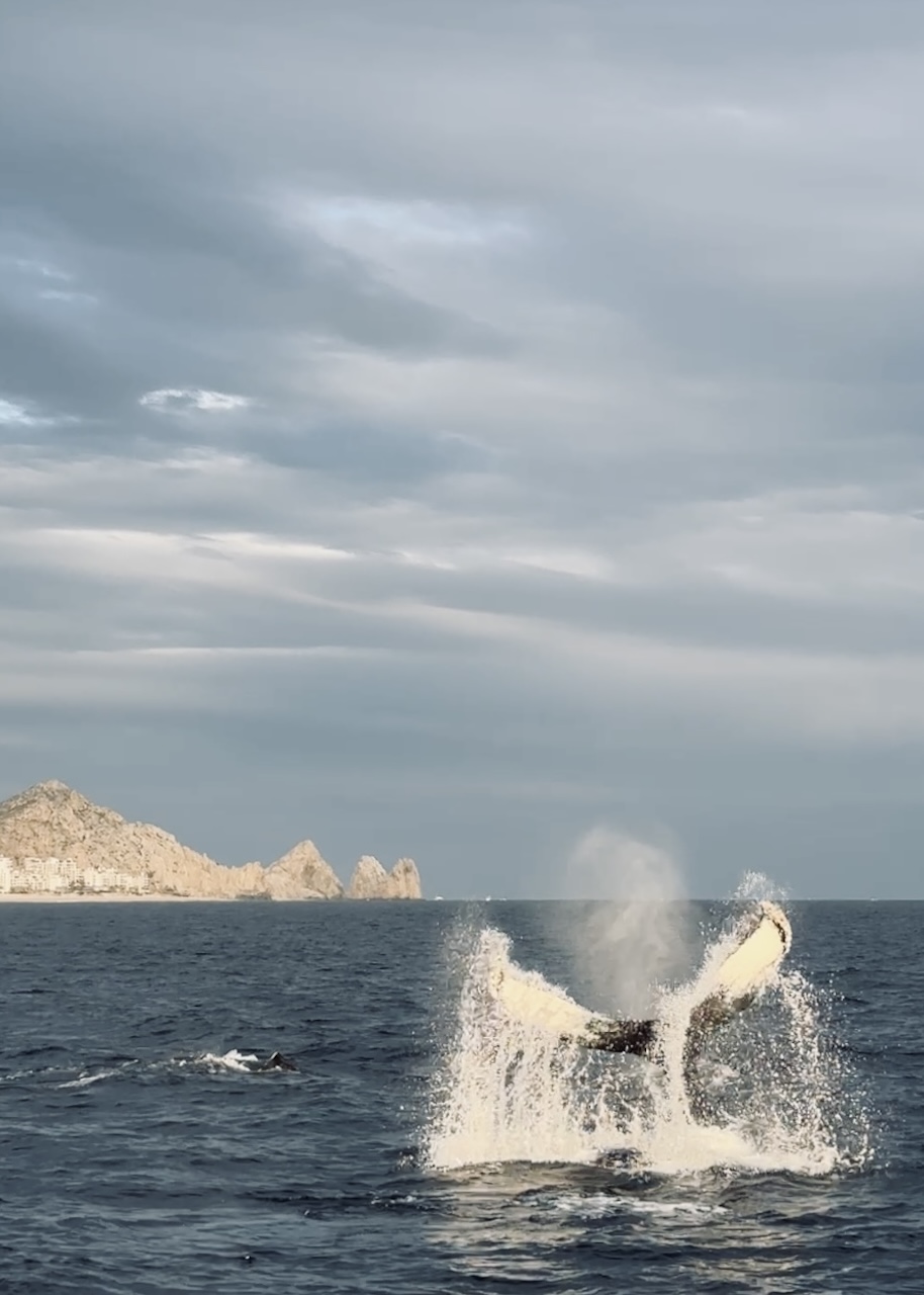 whale watching in los cabos