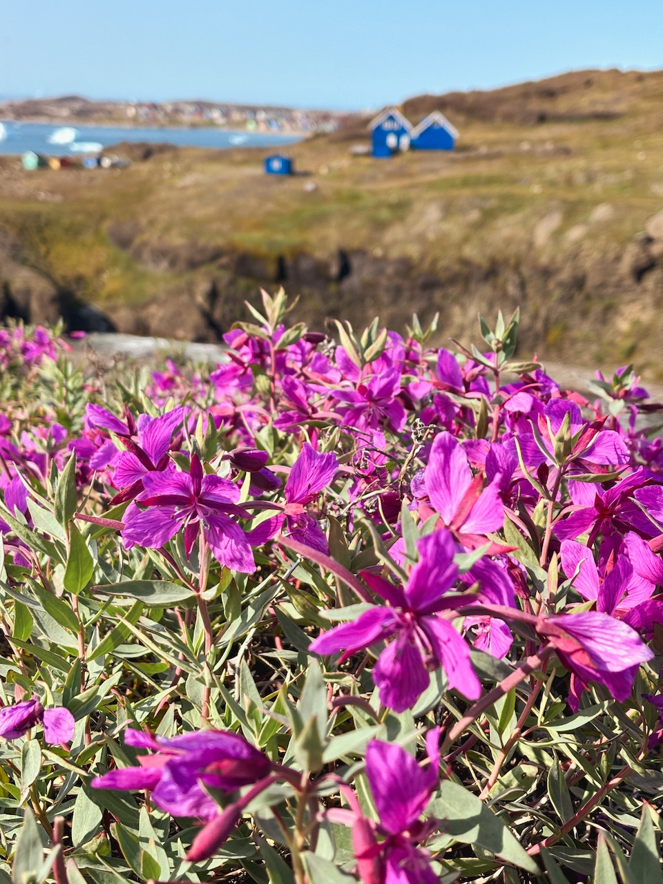 wildflowers on disko island in Qeqertarsuaq