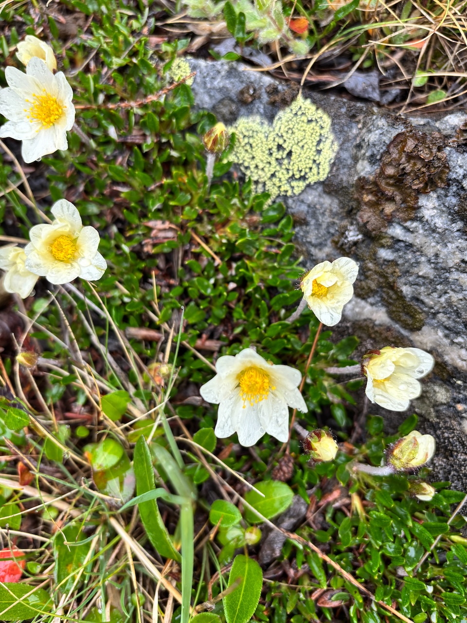 flowers in Greenland