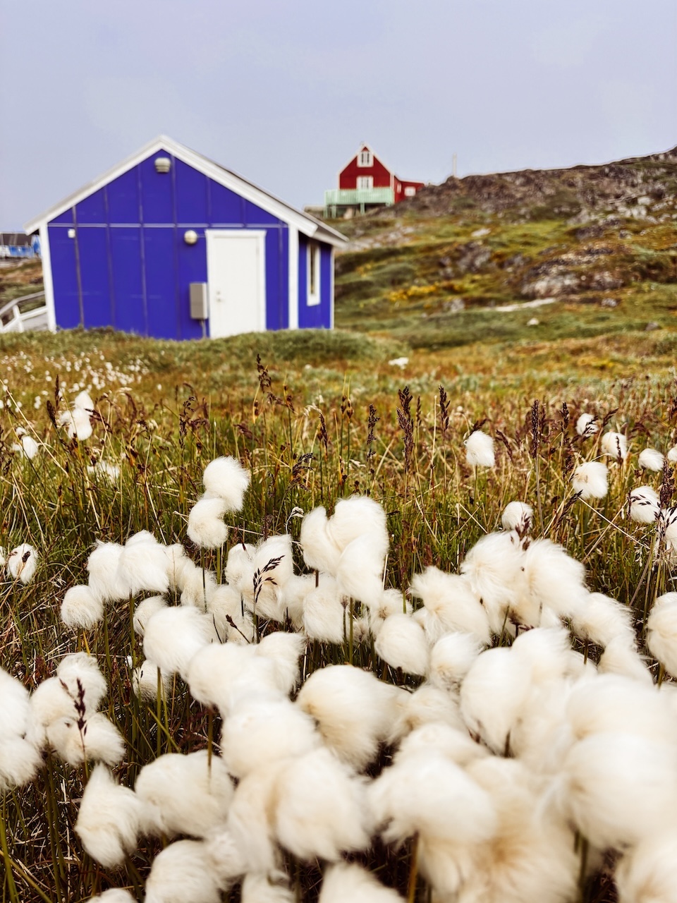 Greenland arctic cotton grass