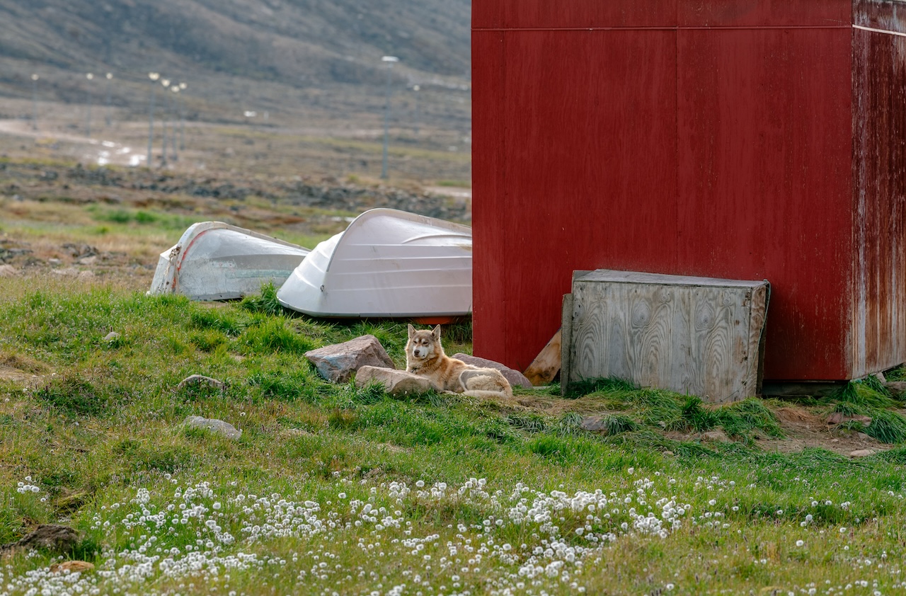 facts about greenland, greenlandic sled dogs