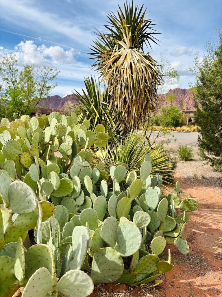 Things to do Near Zion National Park kayenta art village