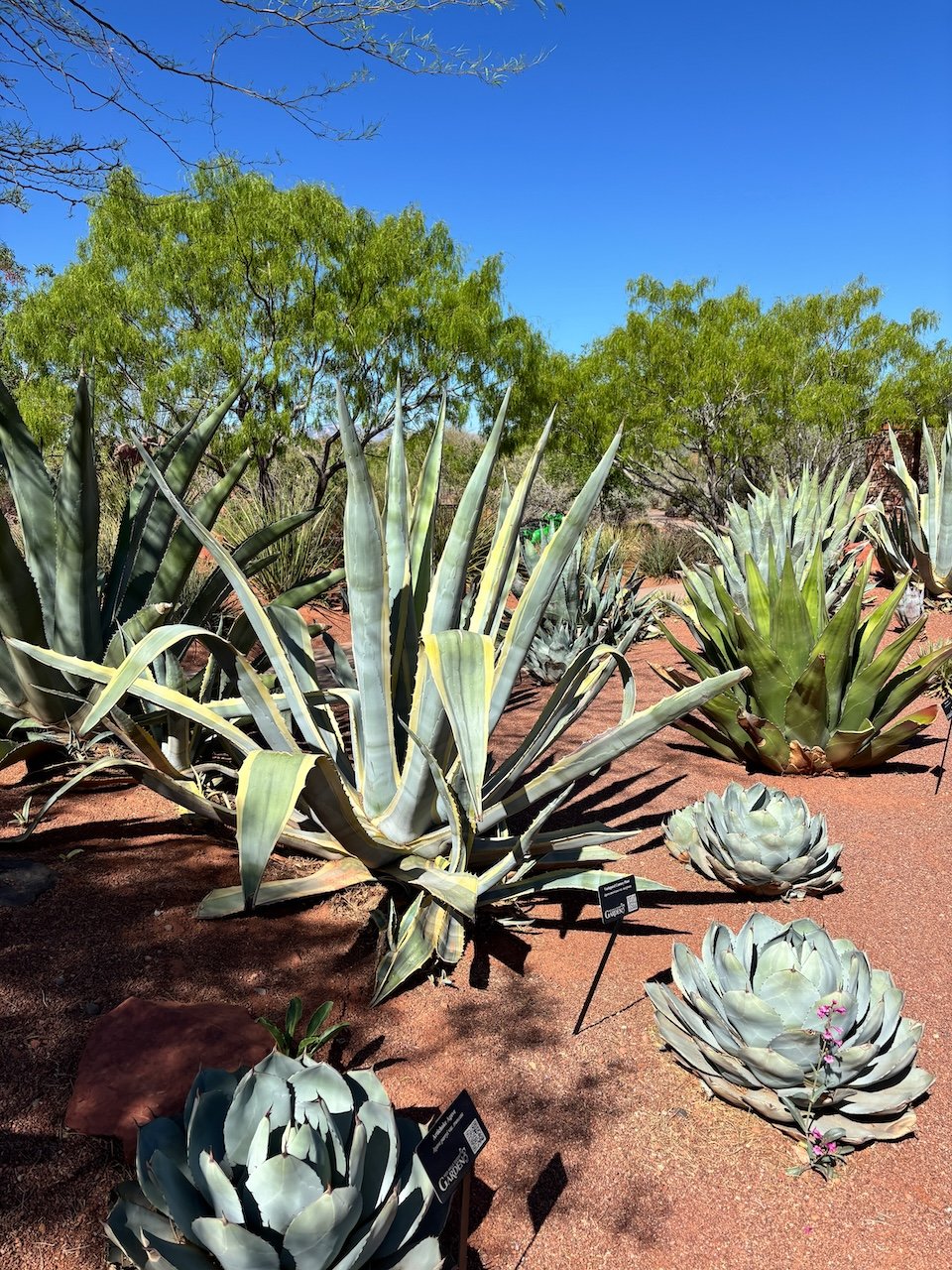 Things to do Near Zion National Park red hills desert gardens, St. George Utah