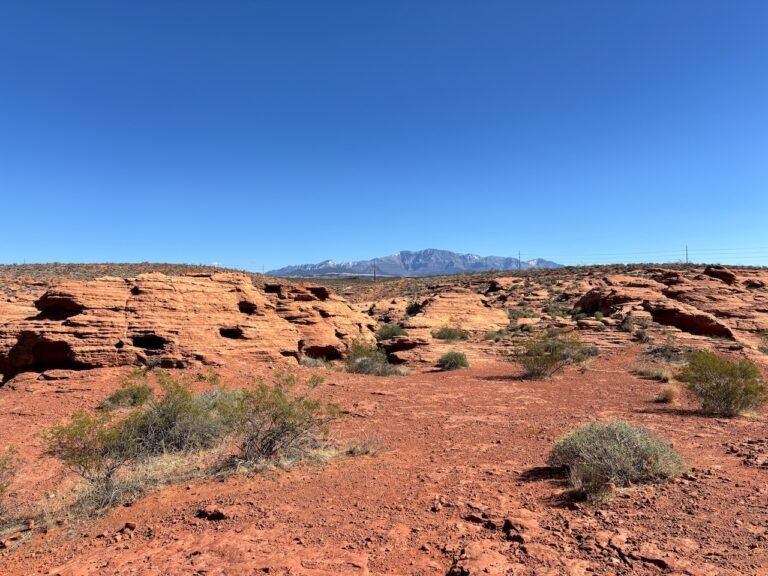 red hills desert gardens and Pioneer Park