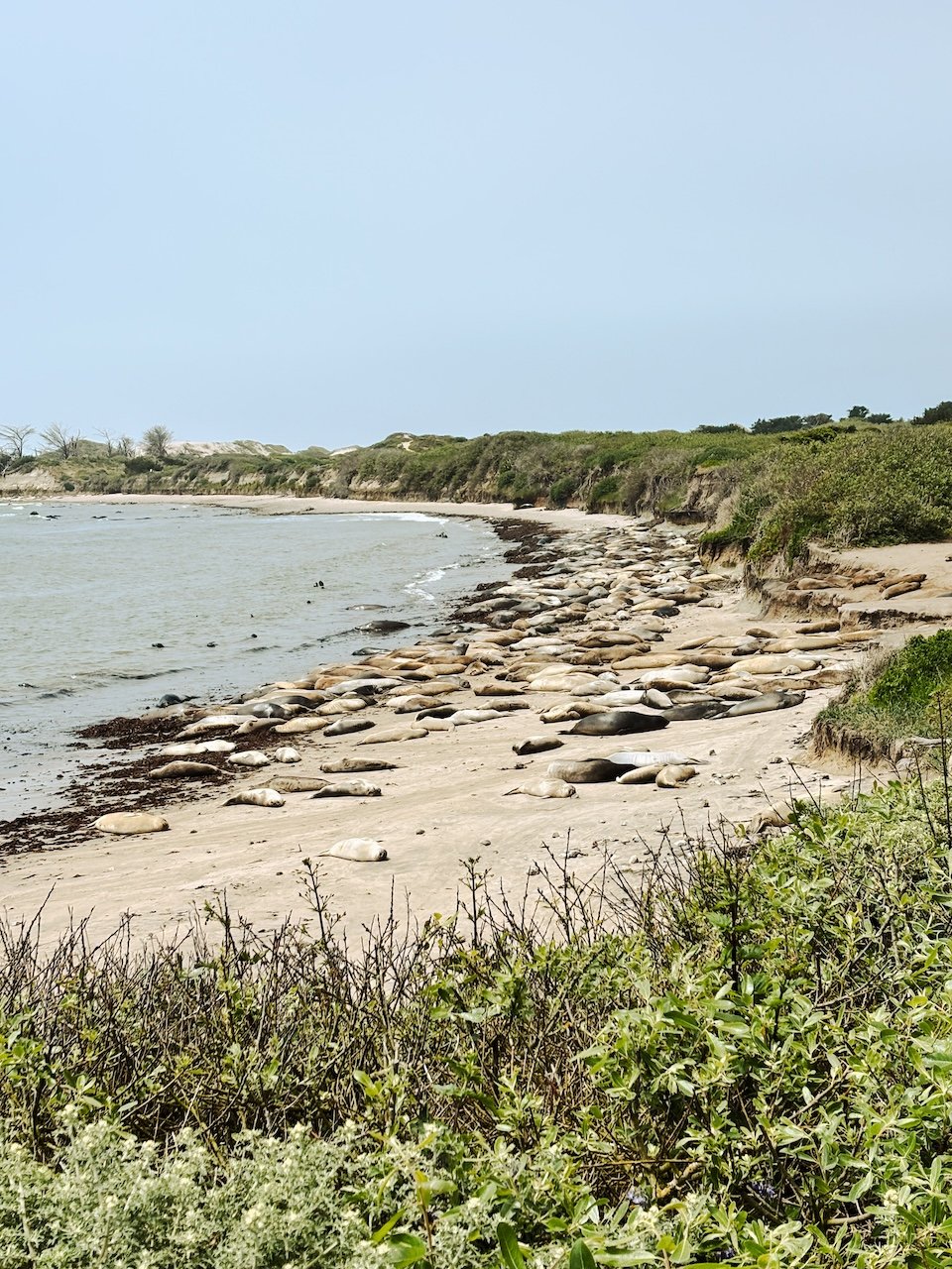 Año Nuevo State Park: A Coastline on Elephant Seal Time anu nuevo state park, northern elephant seals