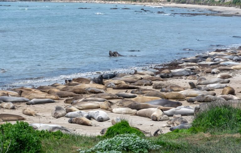 anu nuevo state park