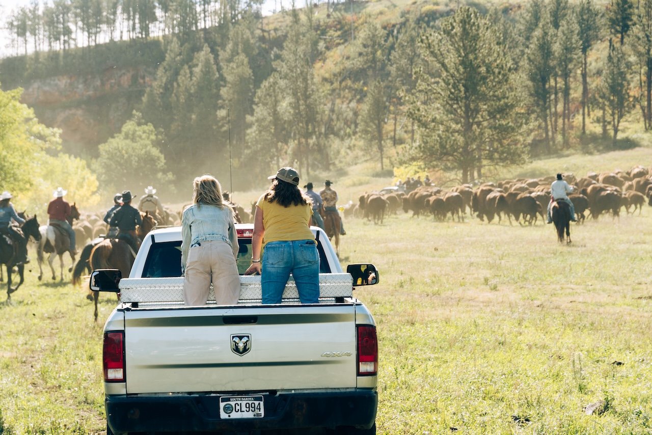 Saddle Up For The Custer State Park Buffalo Roundup bison roundup custer state park
