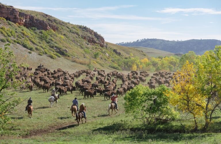 buffalo roundup