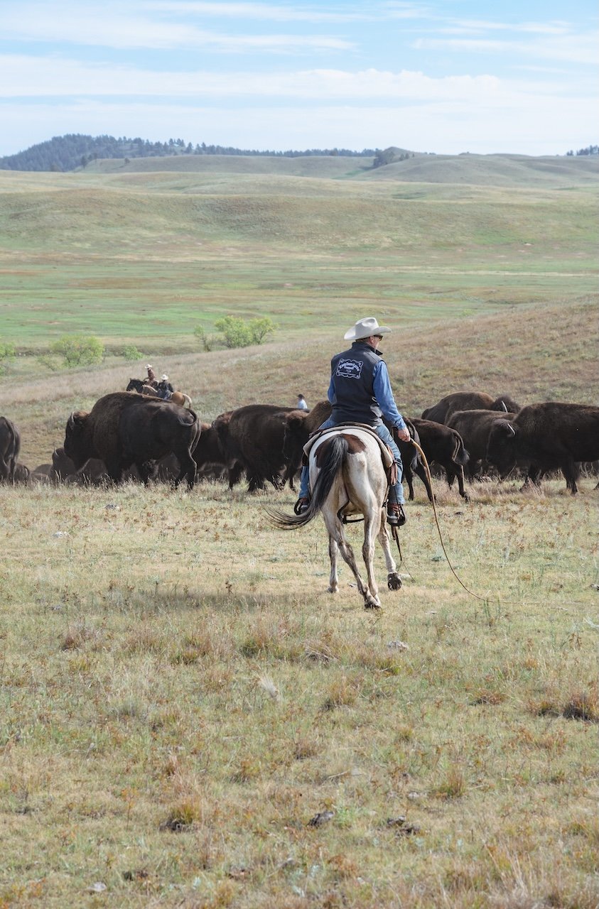 Saddle Up For The Custer State Park Buffalo Roundup buffalo roundup custer state park