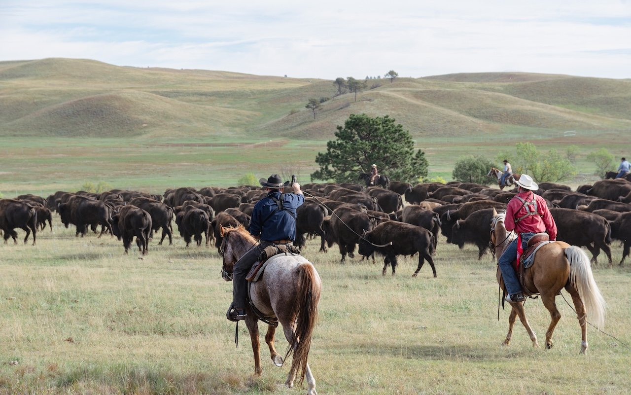 Saddle Up For The Custer State Park Buffalo Roundup buffalo roundup custer state park