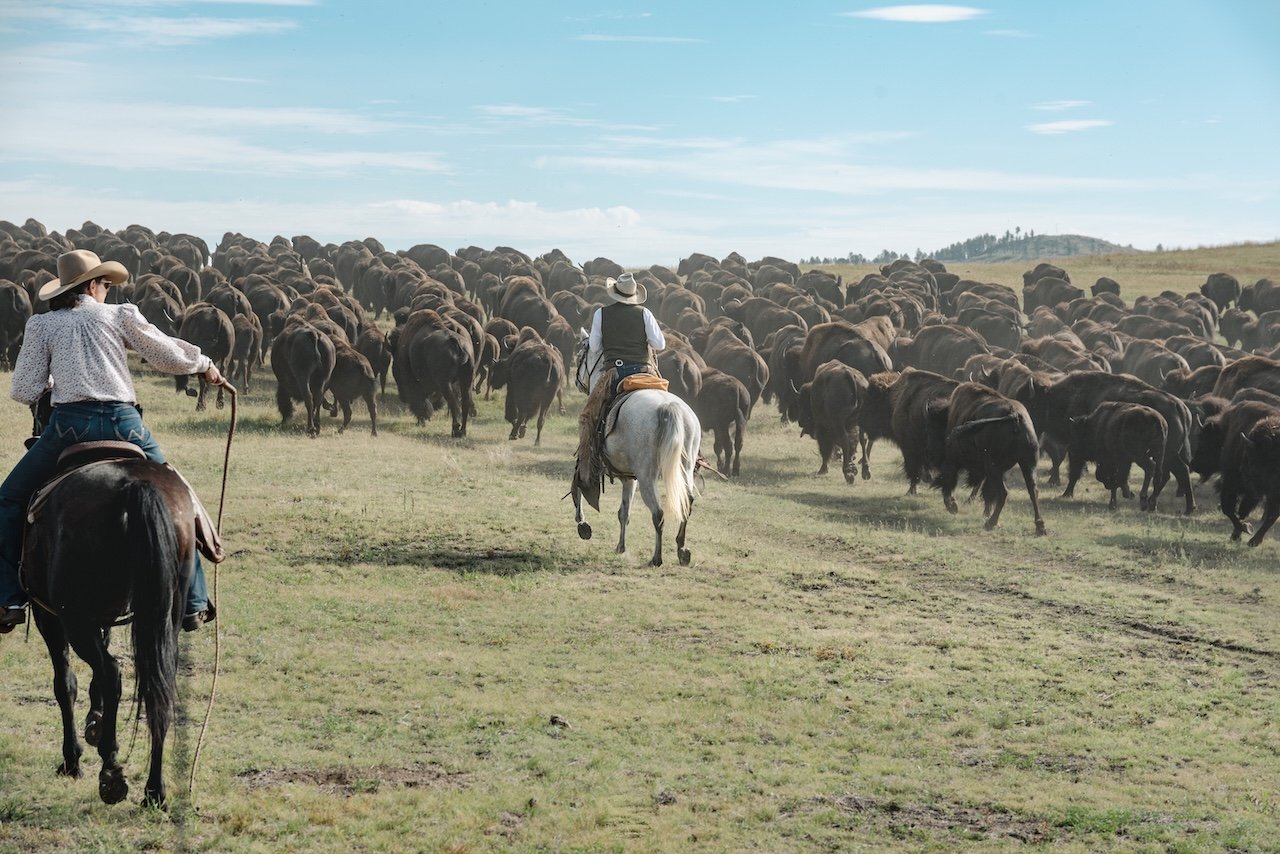 Saddle Up For The Custer State Park Buffalo Roundup buffalo roundup custer state park