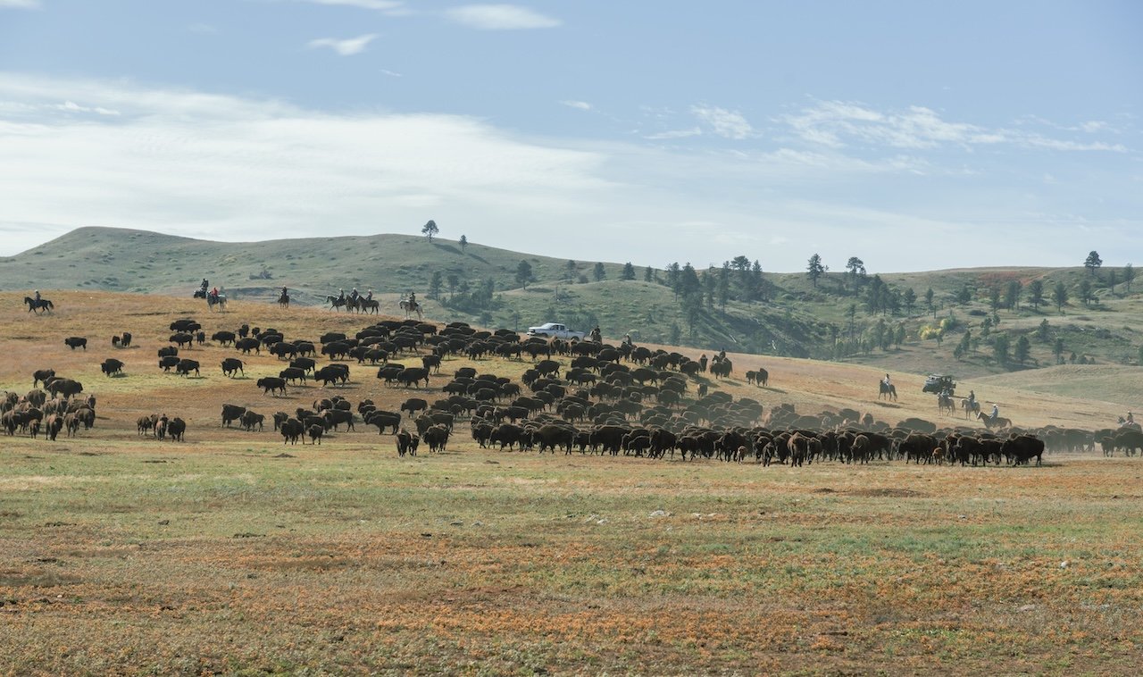 Saddle Up For The Custer State Park Buffalo Roundup buffalo roundup custer state park