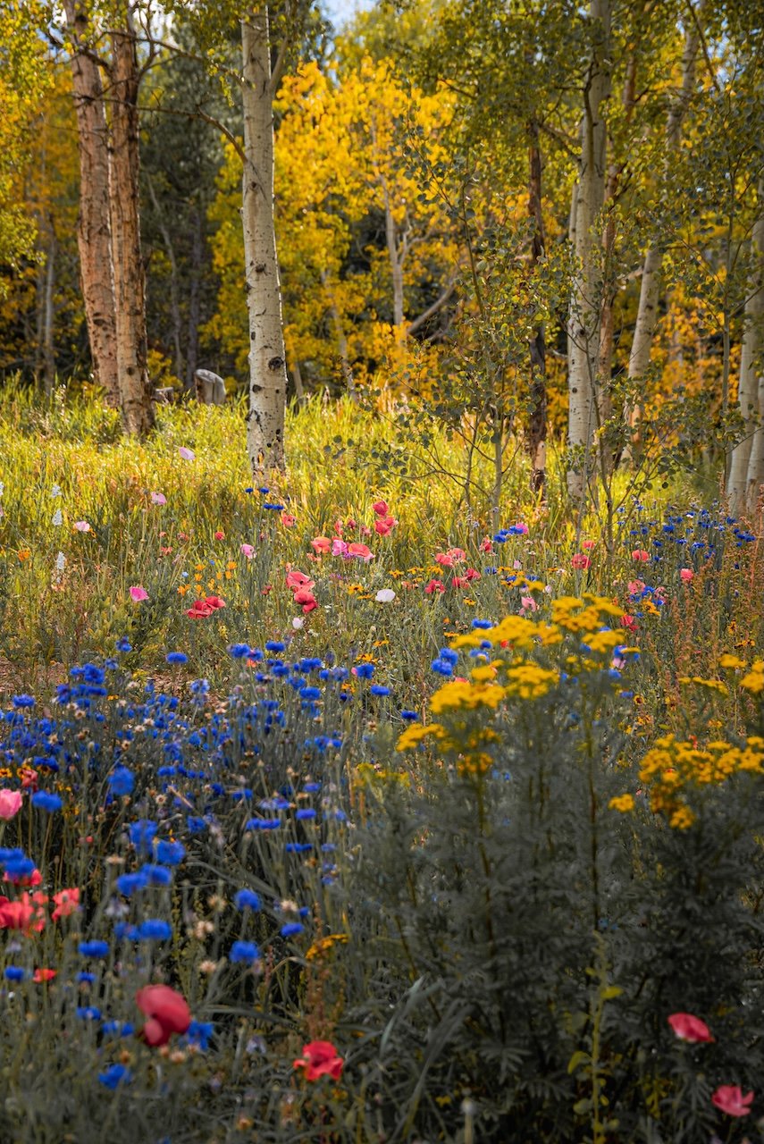 ward colorado 